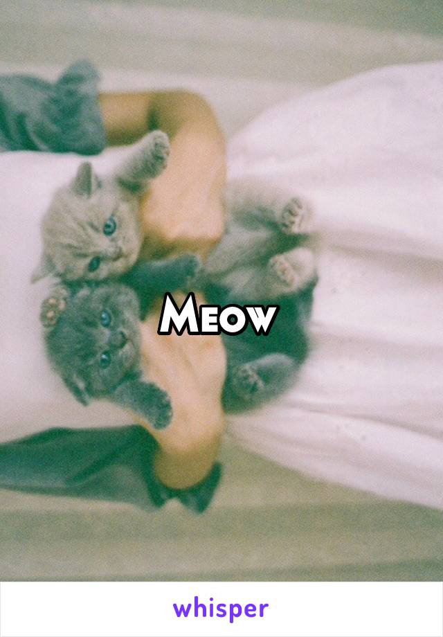 Meow 