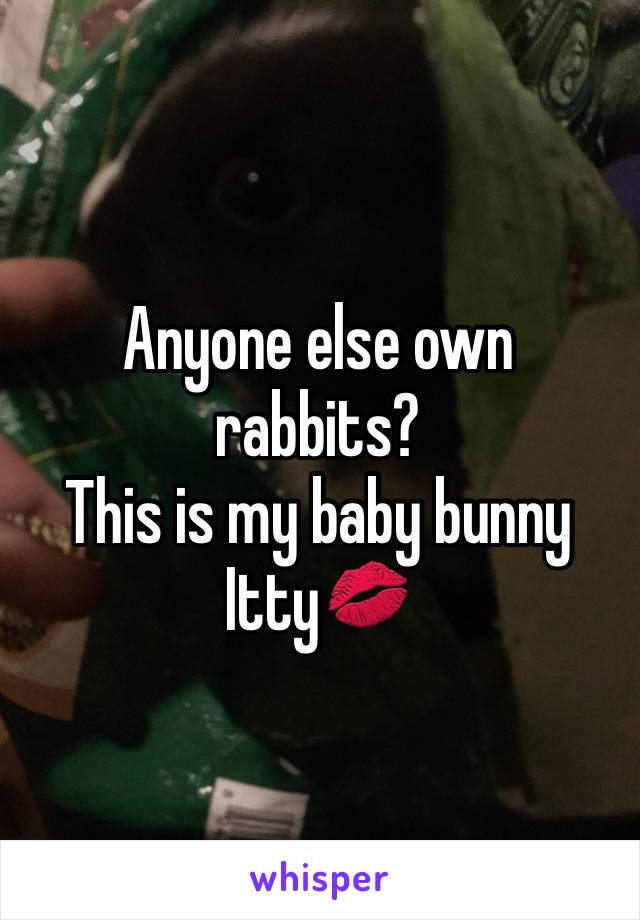 Anyone else own rabbits? 
This is my baby bunny Itty💋