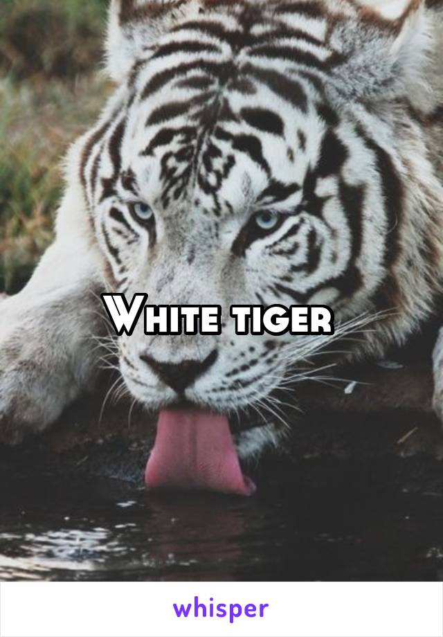 White tiger 