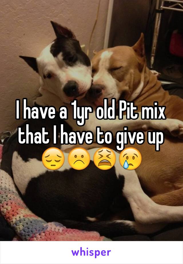 I have a 1yr old Pit mix that I have to give up 😔☹️😫😢