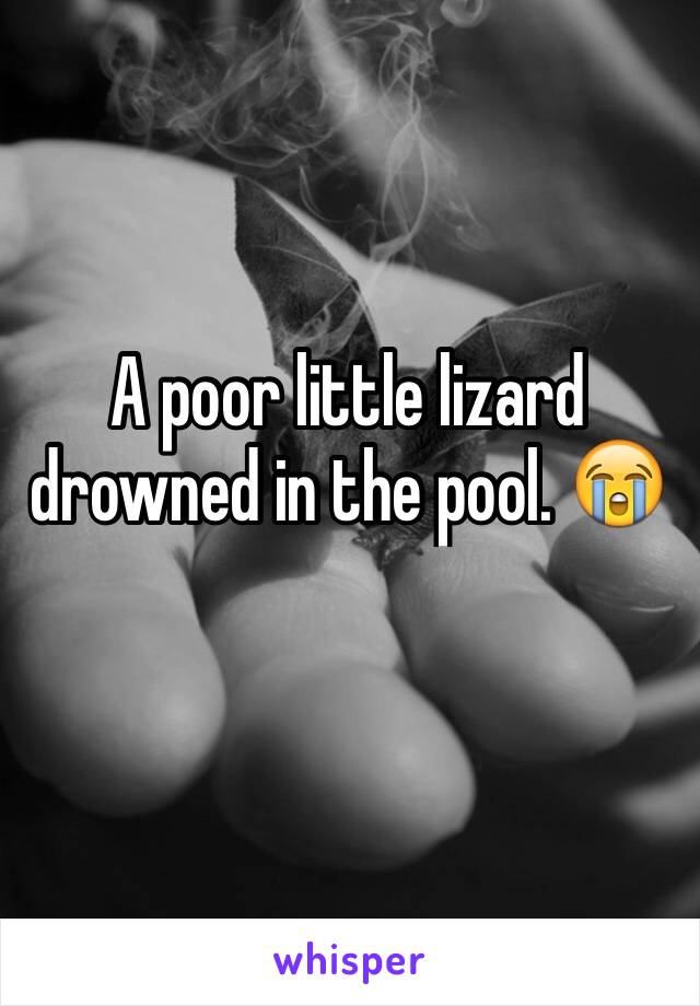 A poor little lizard drowned in the pool. 😭