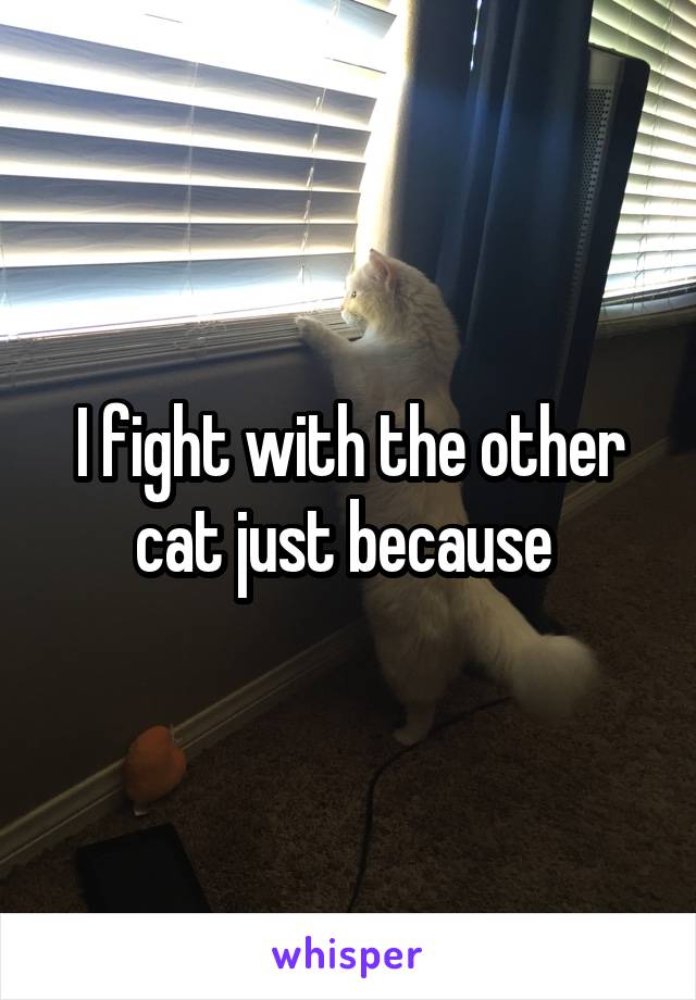 I fight with the other cat just because 