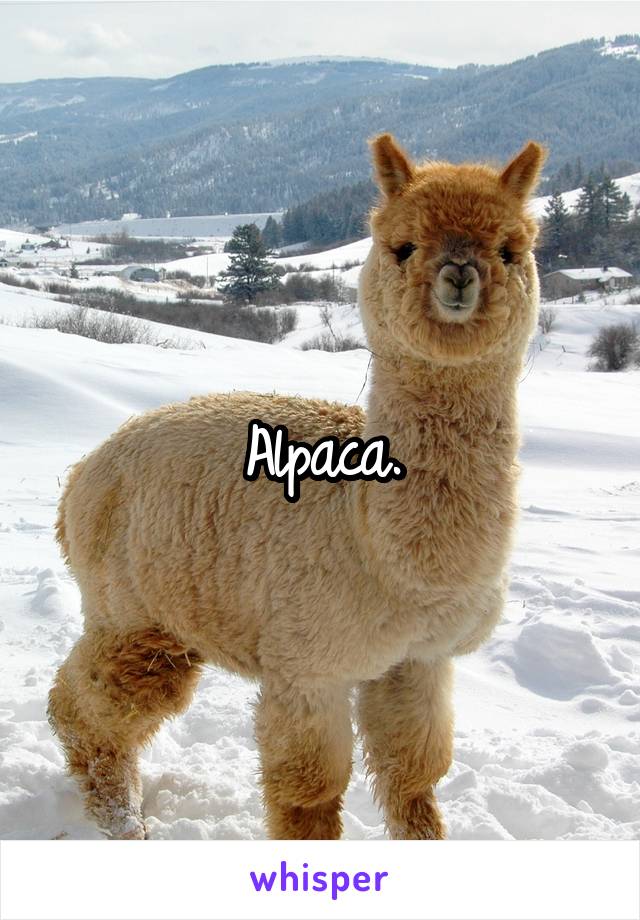 Alpaca.