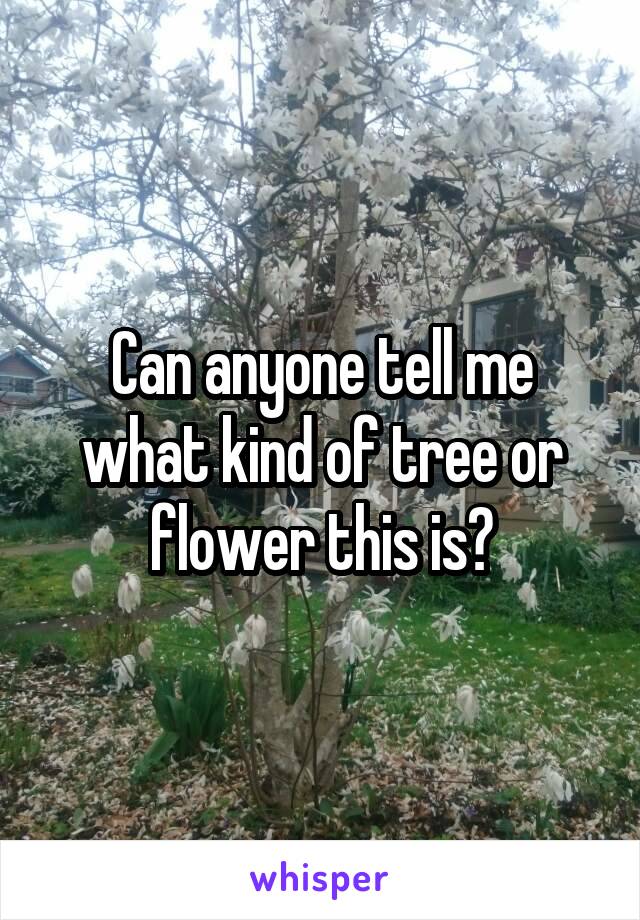 Can anyone tell me what kind of tree or flower this is?