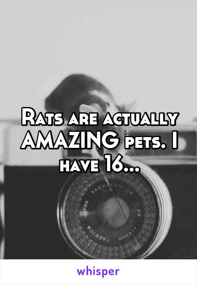 Rats are actually AMAZING pets. I have 16...