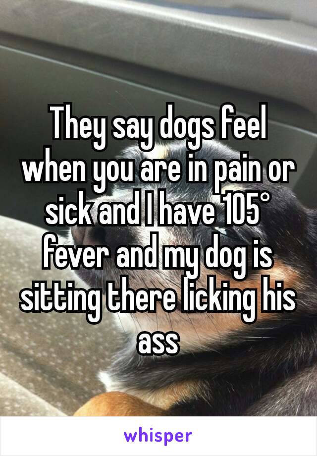 They say dogs feel when you are in pain or sick and I have 105° fever and my dog is sitting there licking his ass