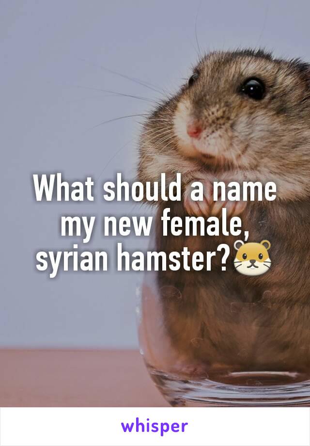 What should a name my new female, syrian hamster?🐹