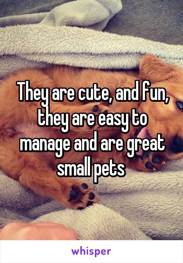 They are cute, and fun, they are easy to manage and are great small pets 