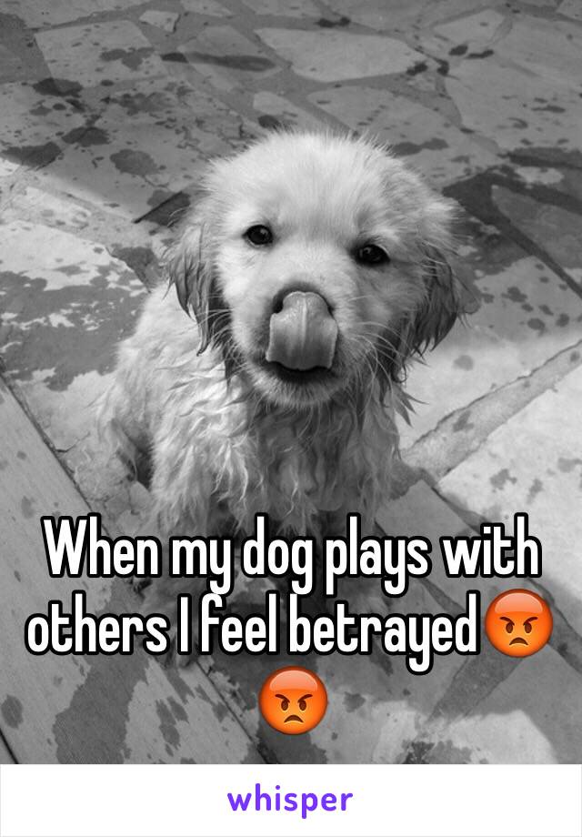 When my dog plays with others I feel betrayed😡😡