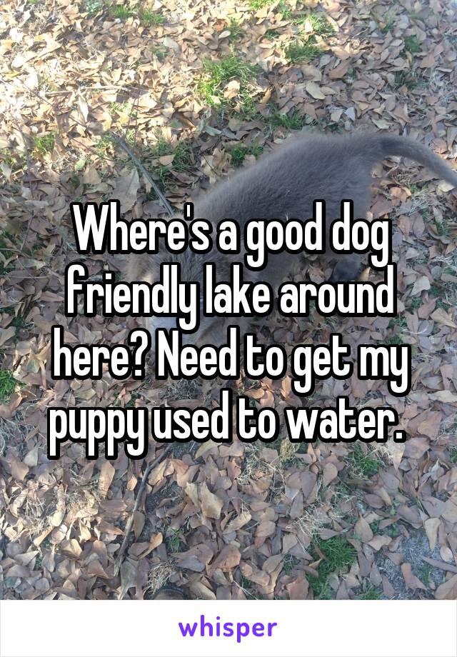 Where's a good dog friendly lake around here? Need to get my puppy used to water. 