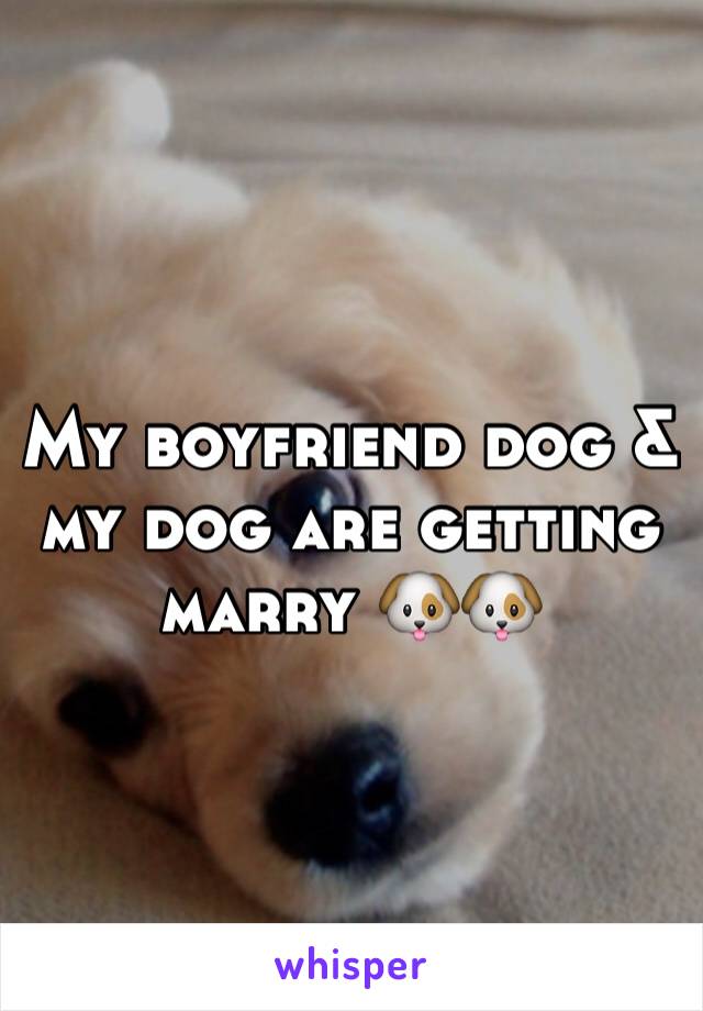 My boyfriend dog & my dog are getting marry 🐶🐶