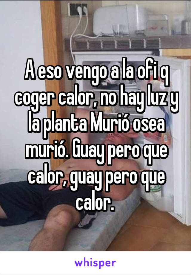 A eso vengo a la ofi q coger calor, no hay luz y la planta Murió osea murió. Guay pero que calor, guay pero que calor. 