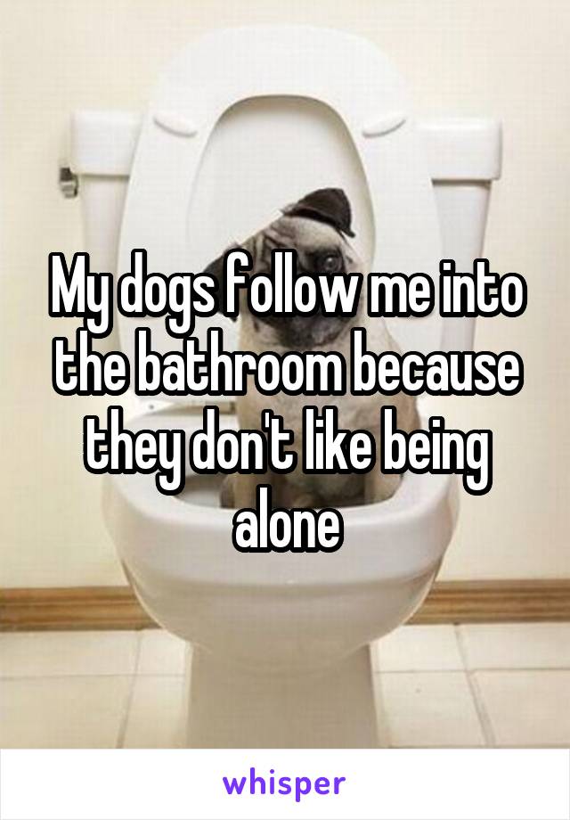 My dogs follow me into the bathroom because they don't like being alone