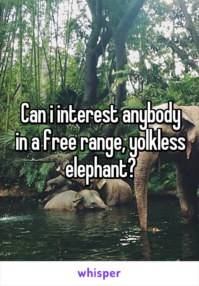 Can i interest anybody in a free range, yolkless elephant?