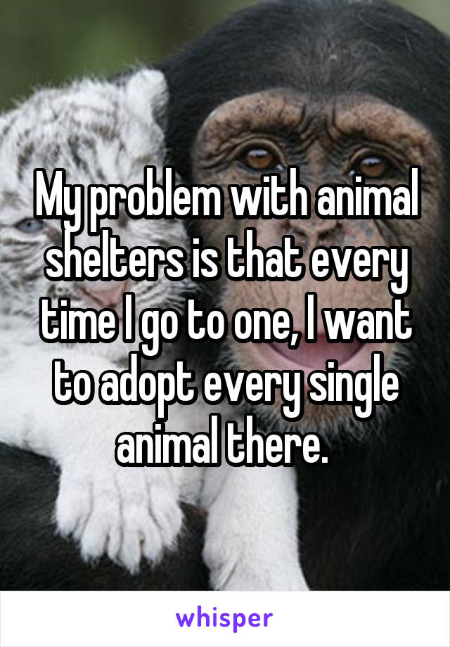 My problem with animal shelters is that every time I go to one, I want to adopt every single animal there. 