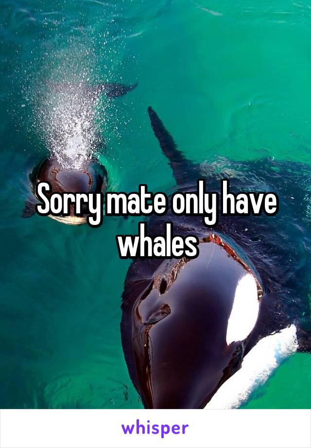 Sorry mate only have whales