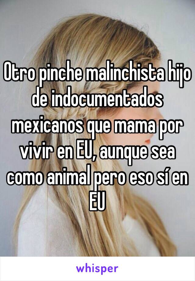 Otro pinche malinchista hijo de indocumentados mexicanos que mama por vivir en EU, aunque sea como animal pero eso sí en EU