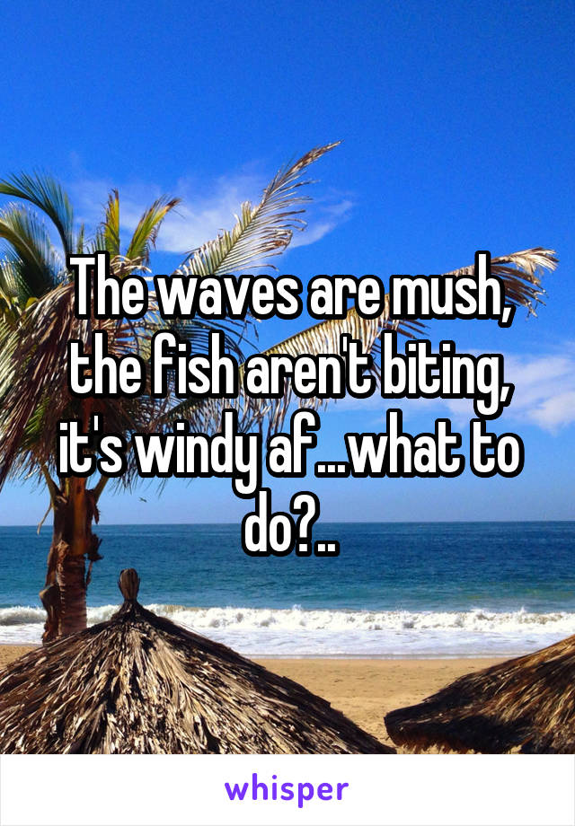 The waves are mush, the fish aren't biting, it's windy af...what to do?..