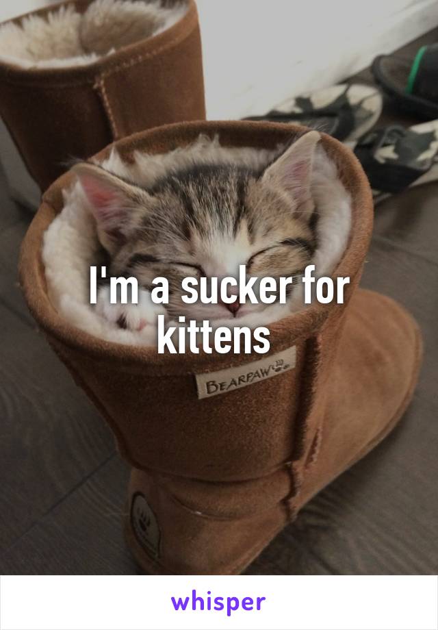 I'm a sucker for kittens 