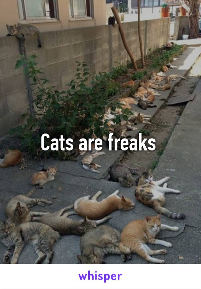 Cats are freaks 