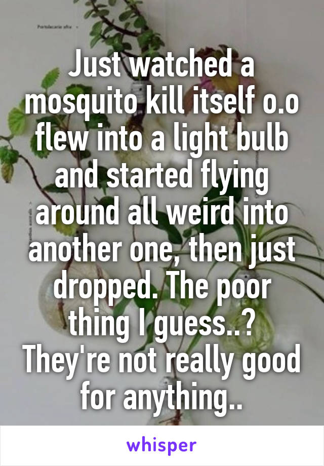 Just watched a mosquito kill itself o.o flew into a light bulb and started flying around all weird into another one, then just dropped. The poor thing I guess..? They're not really good for anything..