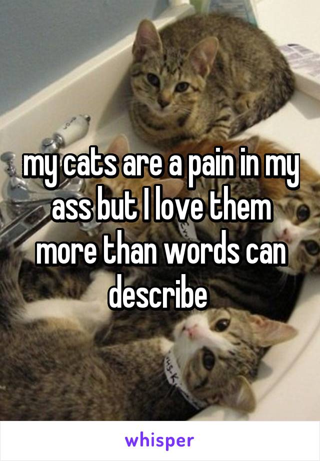 my cats are a pain in my ass but I love them more than words can describe 