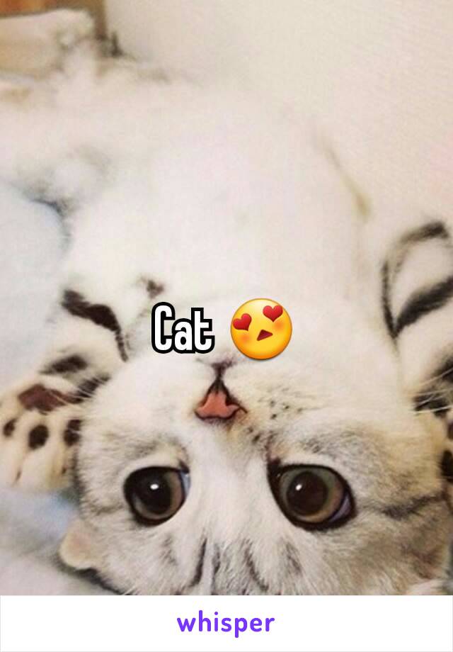 Cat 😍