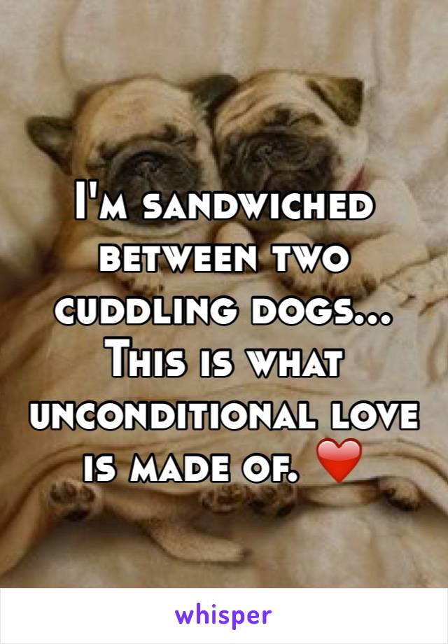 I'm sandwiched between two cuddling dogs... This is what unconditional love is made of. ❤️