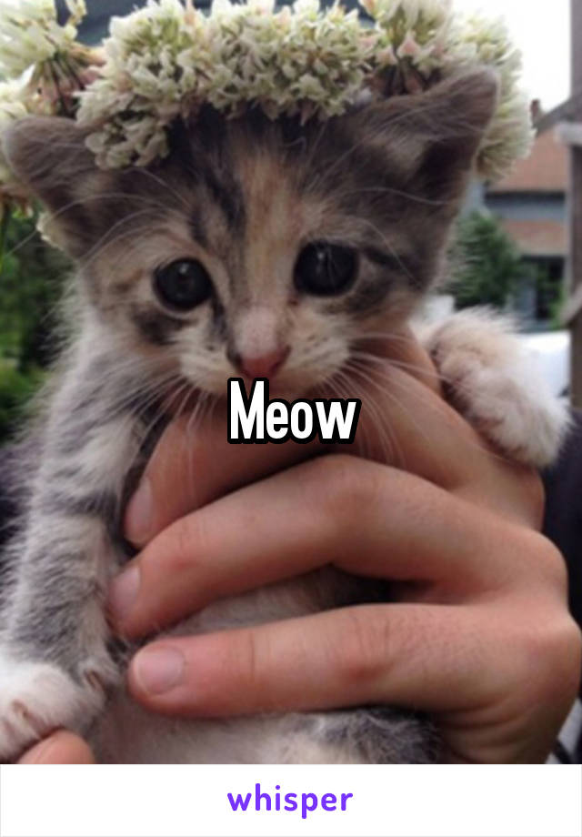 Meow