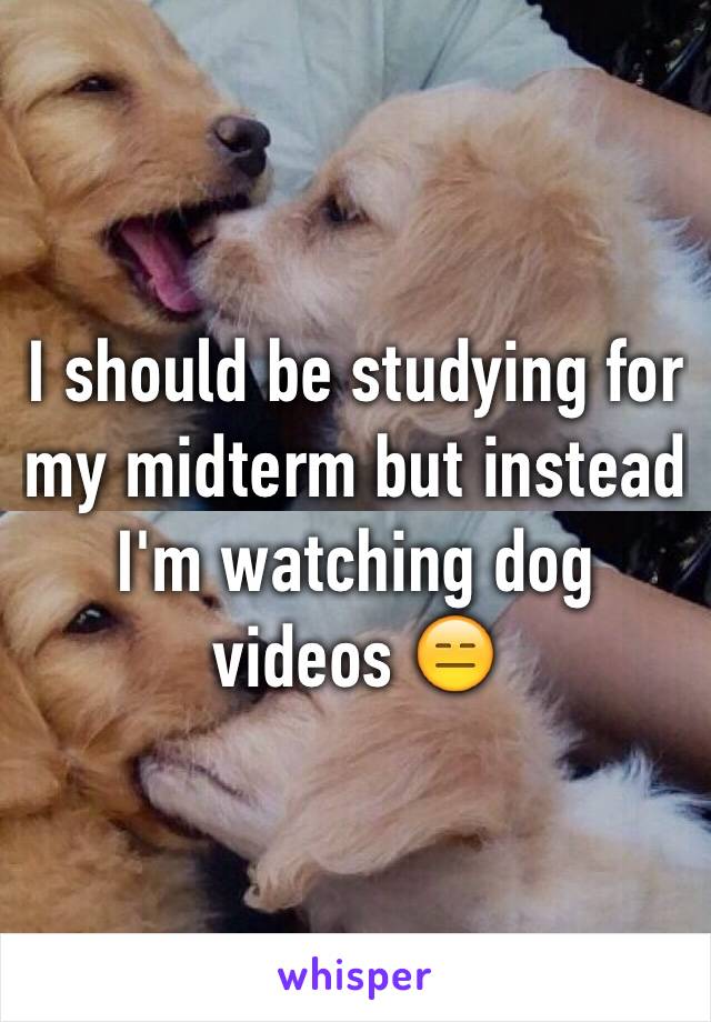 I should be studying for my midterm but instead I'm watching dog videos 😑