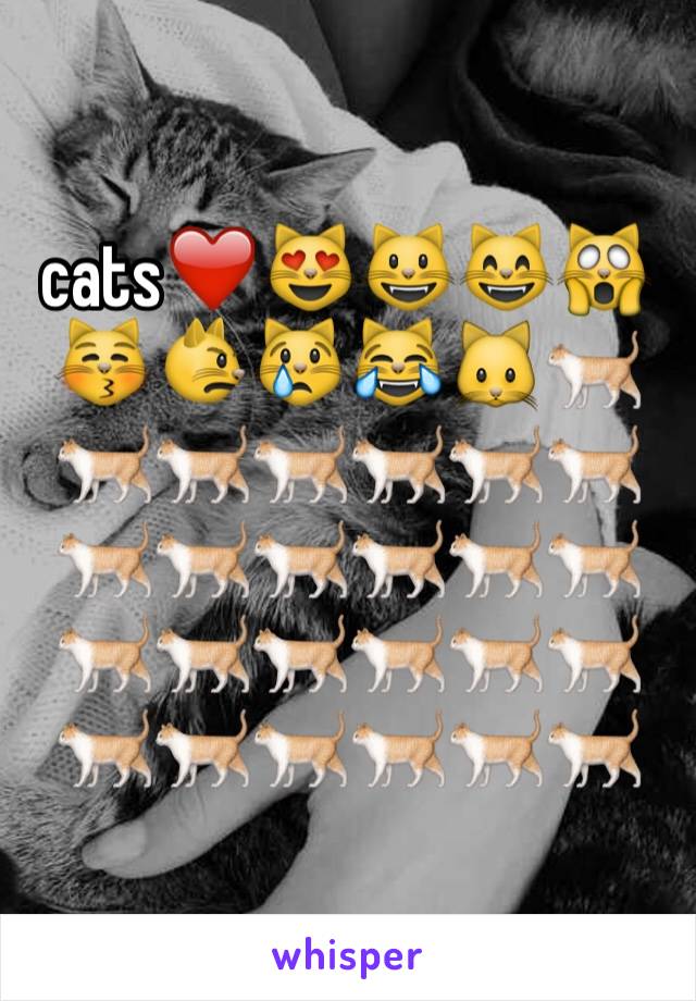 cats❤️😻😺😸🙀😽😾😿😹🐱🐈🐈🐈🐈🐈🐈🐈🐈🐈🐈🐈🐈🐈🐈🐈🐈🐈🐈🐈🐈🐈🐈🐈🐈🐈