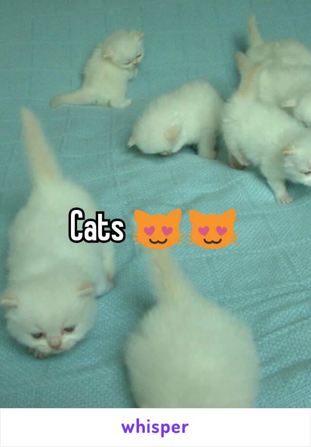 Cats 😻😻