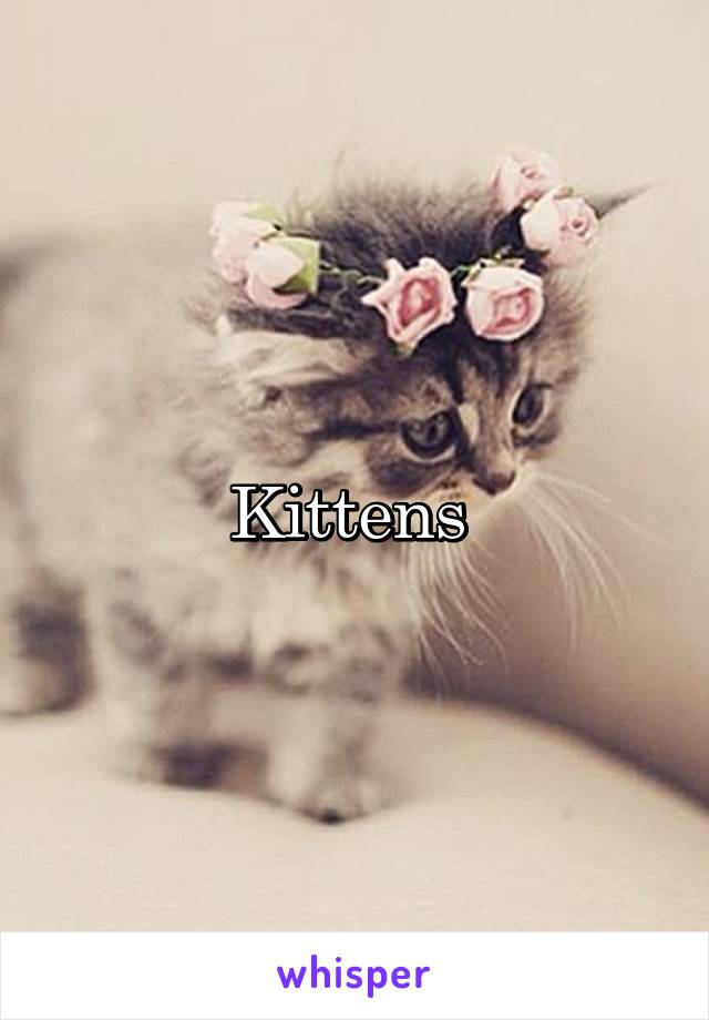 Kittens 