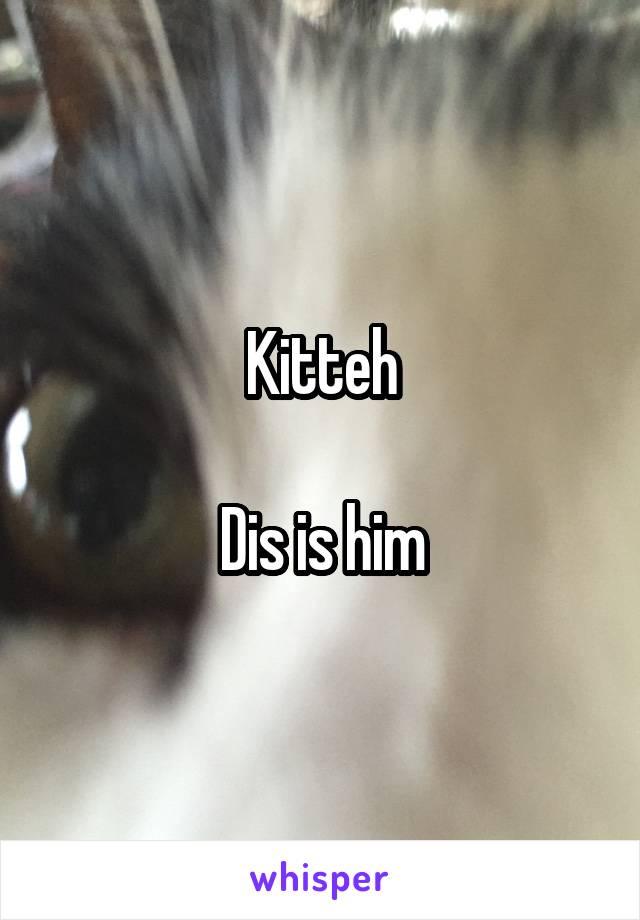 Kitteh

Dis is him