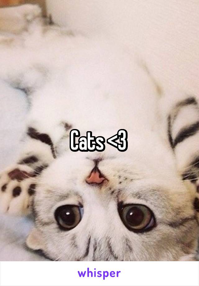 Cats <3 