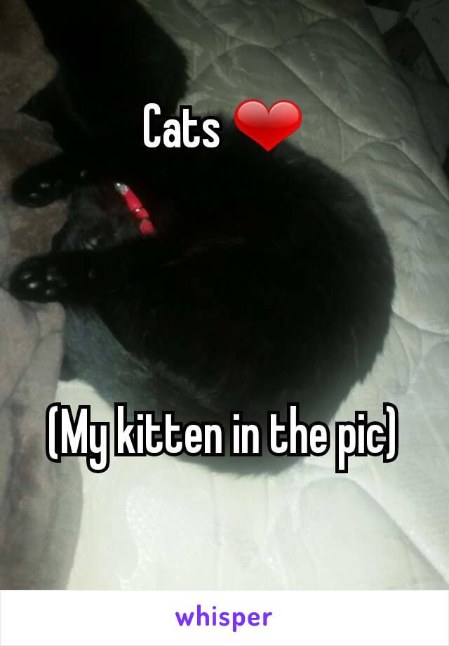 Cats ❤




(My kitten in the pic)