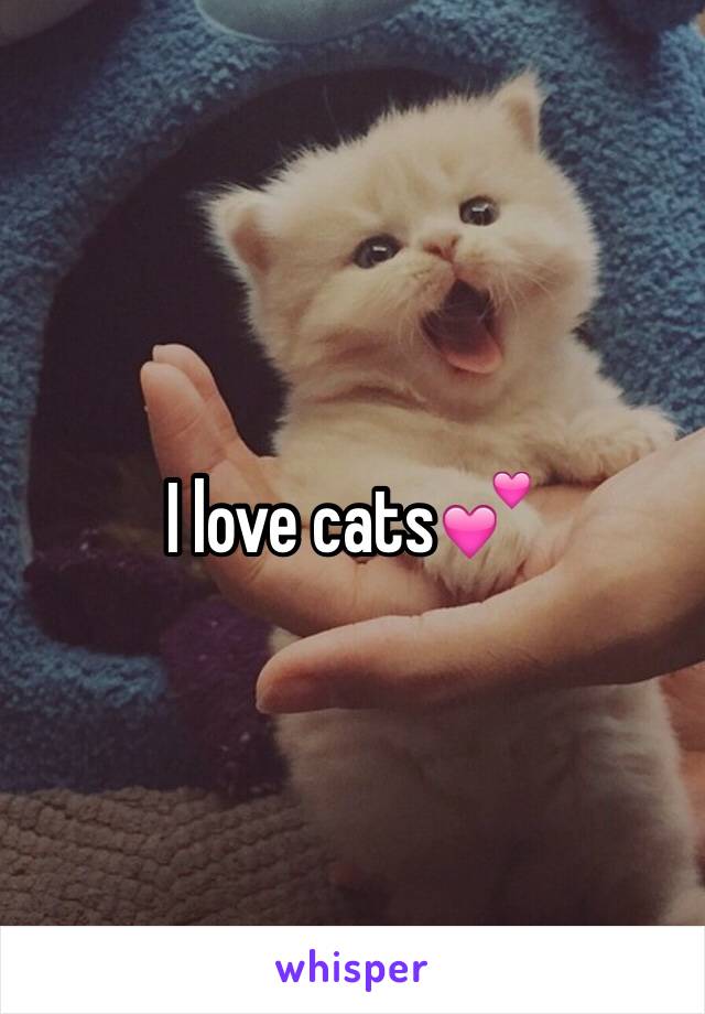 I love cats💕