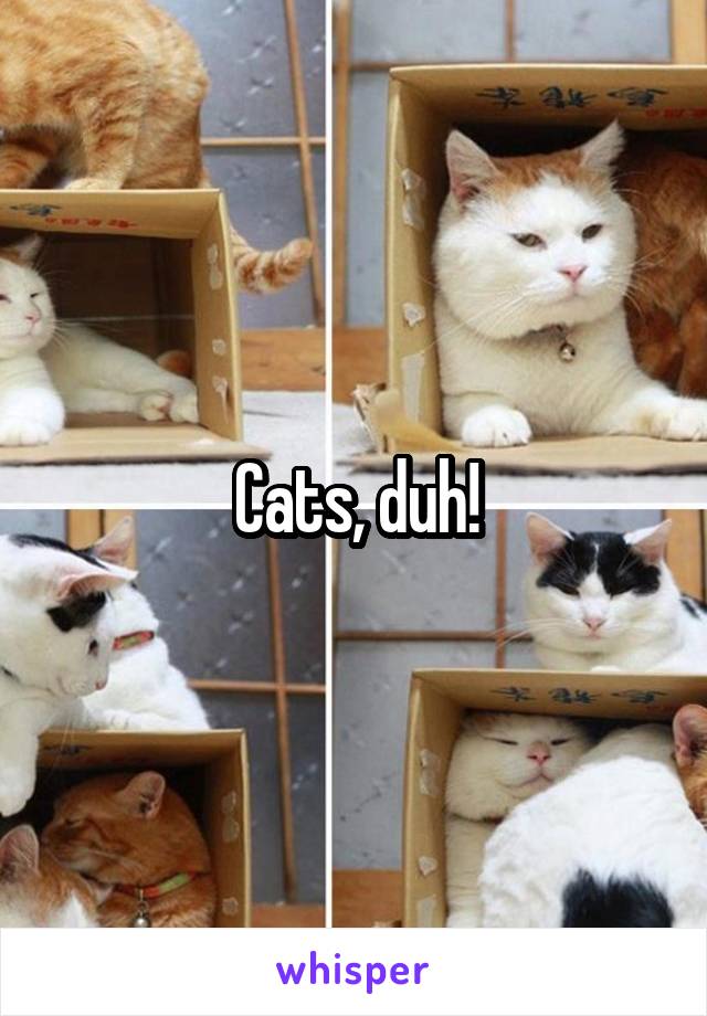 Cats, duh!