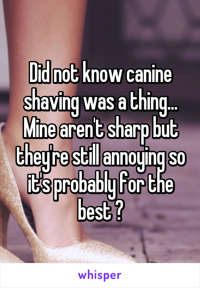 Did not know canine shaving was a thing... Mine aren't sharp but they're still annoying so it's probably for the best 😂