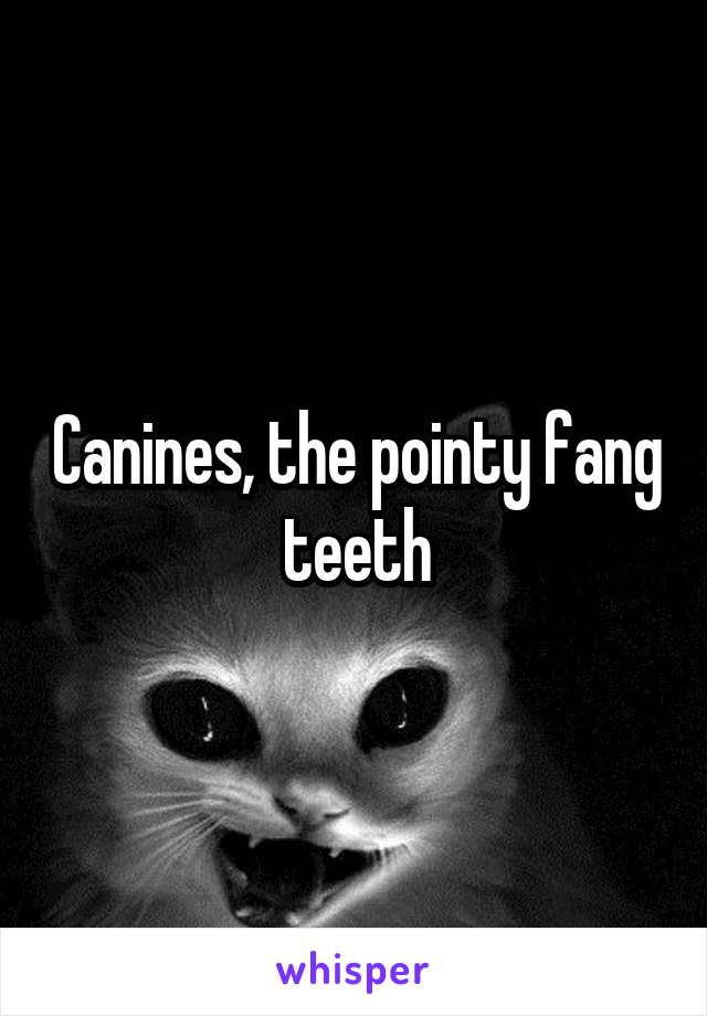 Canines, the pointy fang teeth