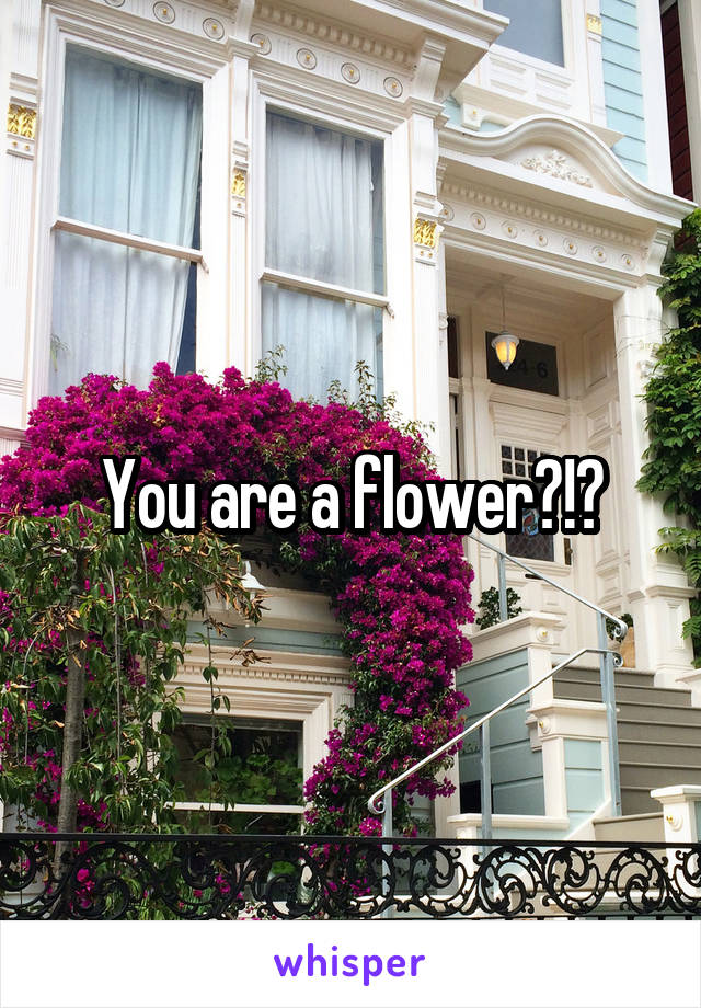 You are a flower?!?