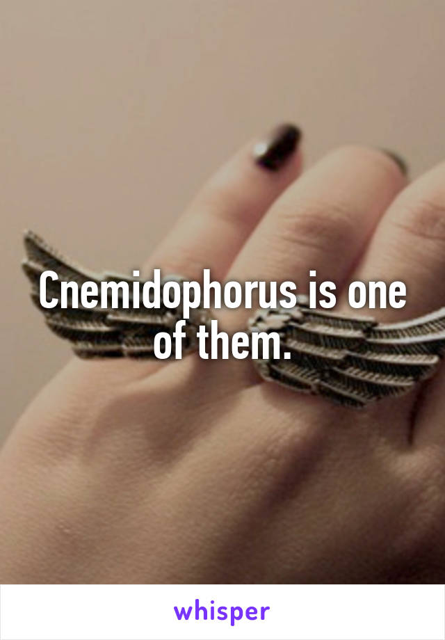 Cnemidophorus is one of them.