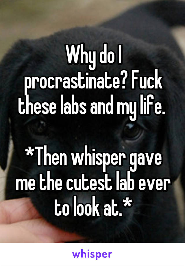 Why do I procrastinate? Fuck these labs and my life. 

*Then whisper gave me the cutest lab ever to look at.*