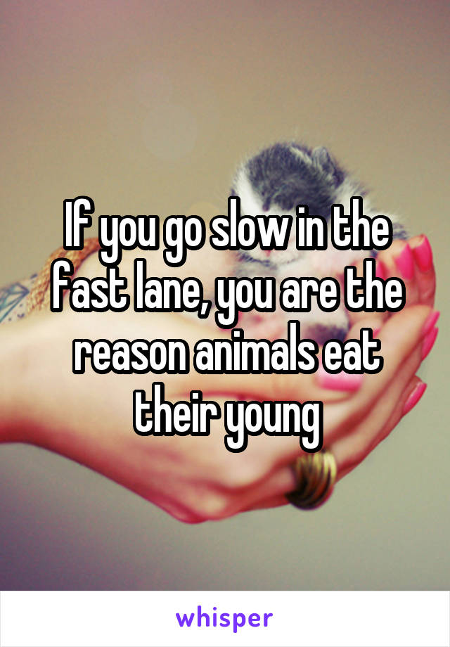 If you go slow in the fast lane, you are the reason animals eat their young