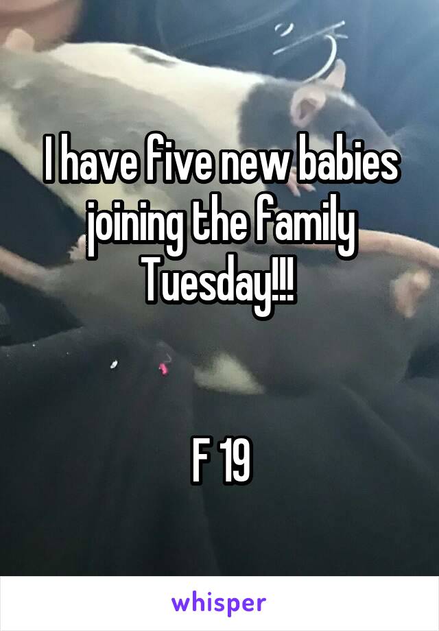 I have five new babies joining the family Tuesday!!! 


F 19