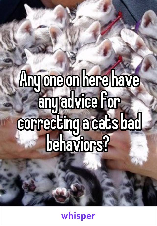 Any one on here have any advice for correcting a cats bad behaviors? 