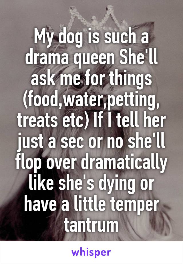 My dog is such a drama queen She'll ask me for things (food,water,petting, treats etc) If I tell her just a sec or no she'll flop over dramatically like she's dying or have a little temper tantrum