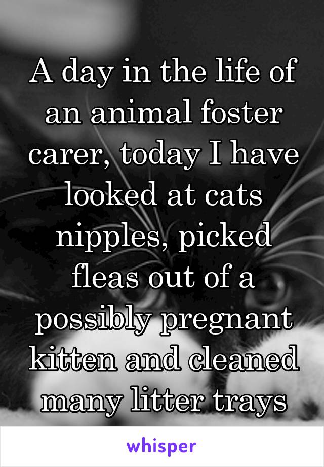 A day in the life of an animal foster carer, today I have looked at cats nipples, picked fleas out of a possibly pregnant kitten and cleaned many litter trays