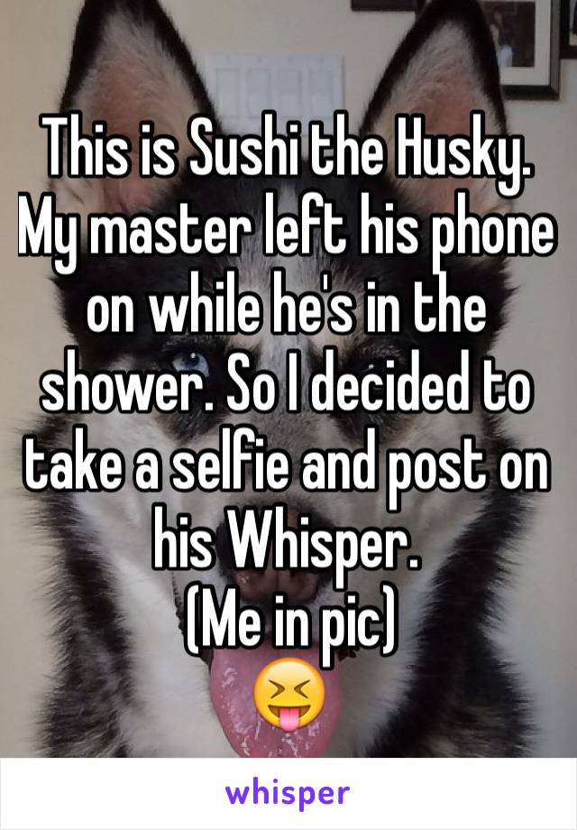 This is Sushi the Husky.
My master left his phone on while he's in the shower. So I decided to take a selfie and post on his Whisper.
 (Me in pic)
😝