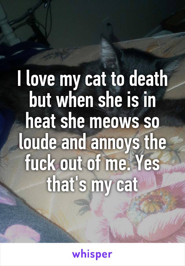 I love my cat to death but when she is in heat she meows so loude and annoys the fuck out of me. Yes that's my cat